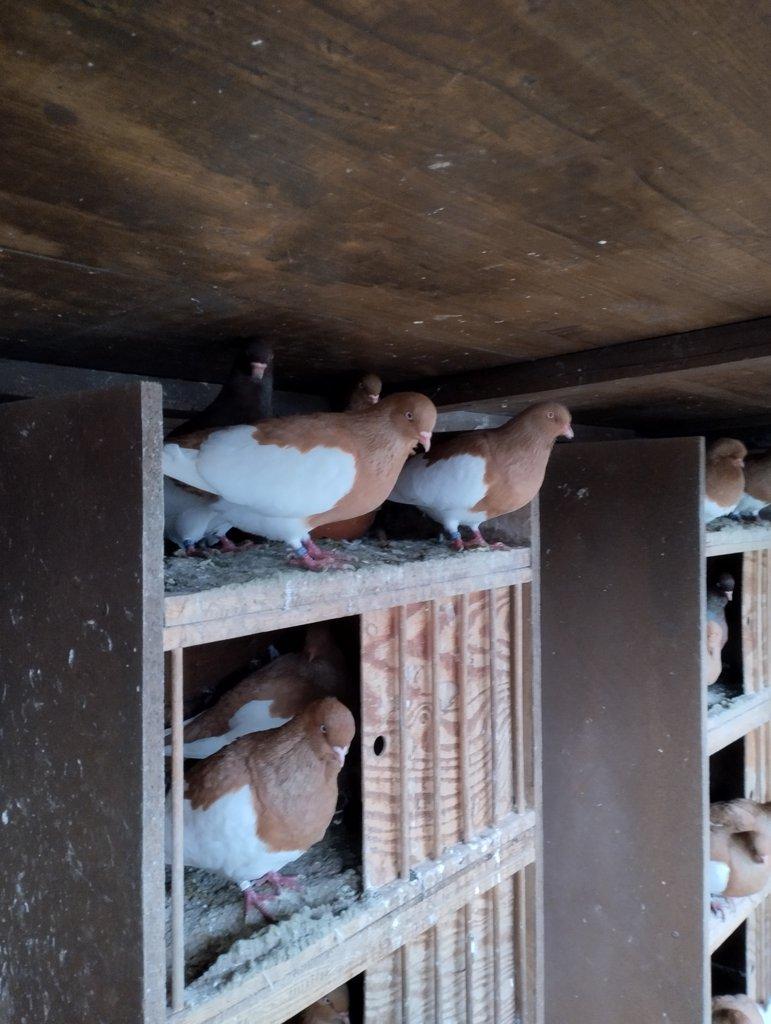 Prodám Rejdice straka