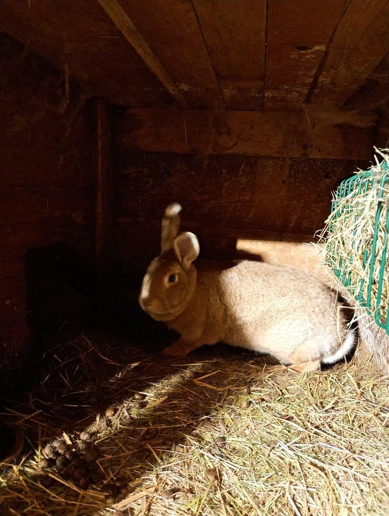 Prodám poslední králíky na prodej..........