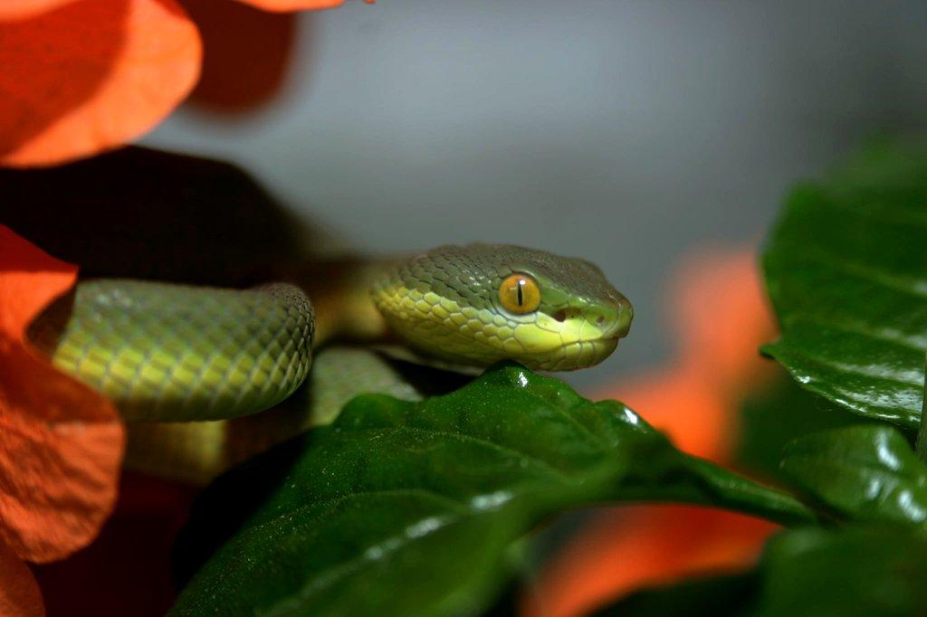 Trimeresurus albolabris