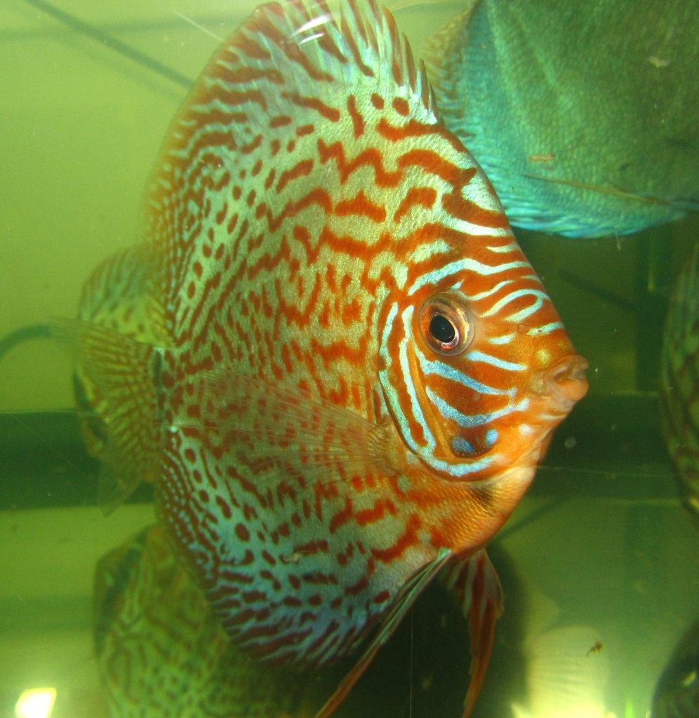 Praziquantel liquid 50ml-léčivo na Hexamita terčovci,skaláry odčervení.