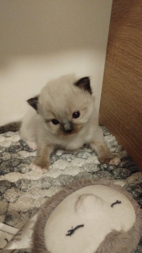Ragdoll bez pp