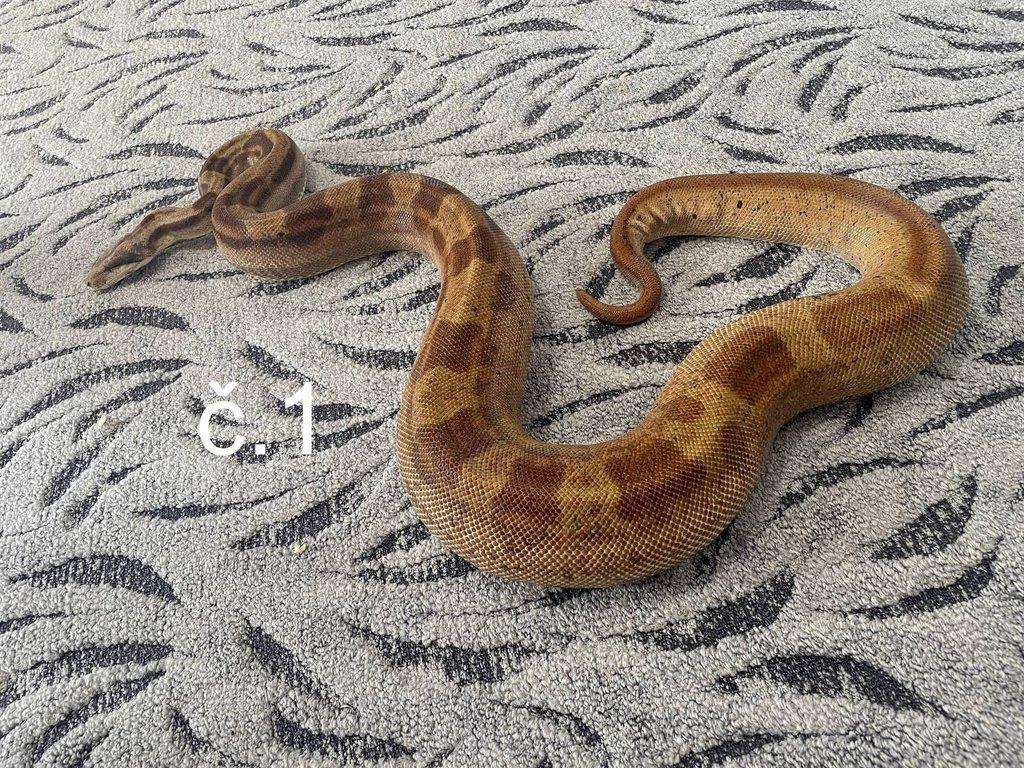 Boa constrictor - Hroznýš královský