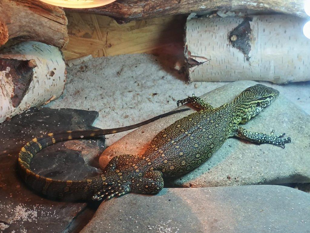VARAN NILSKÝ (varanus niloticus)