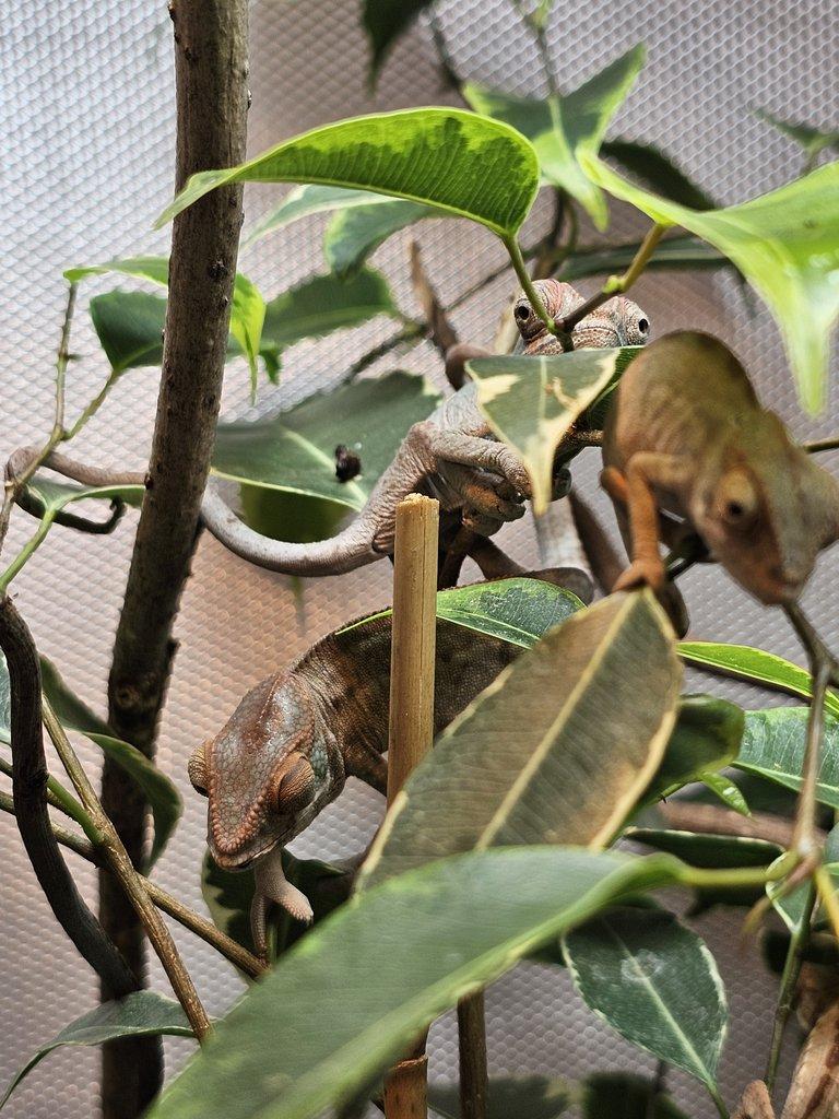 Chameleon pardálí