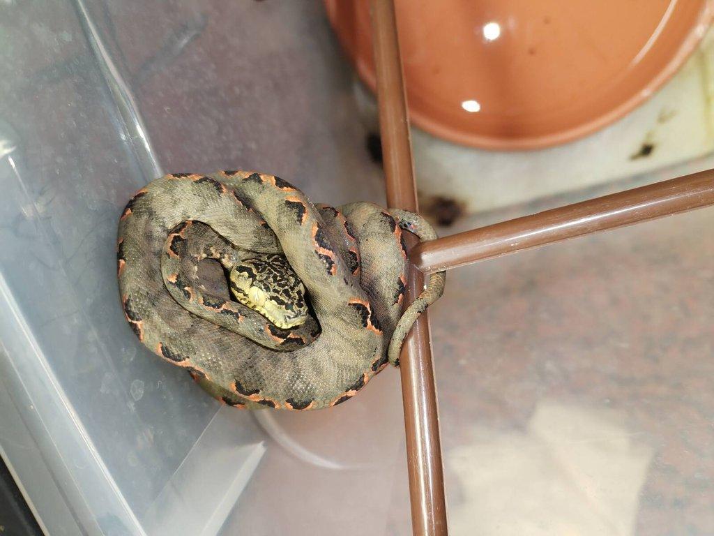 Corallus hortulanus halloween
