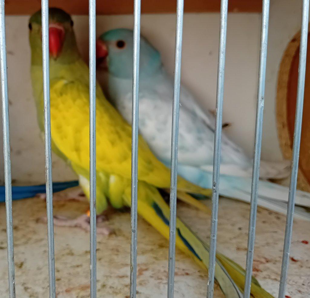 Alexandr malý mutace