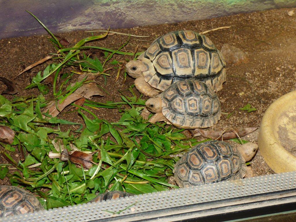 Želva pardálí (Stigmochelys pardalis)
