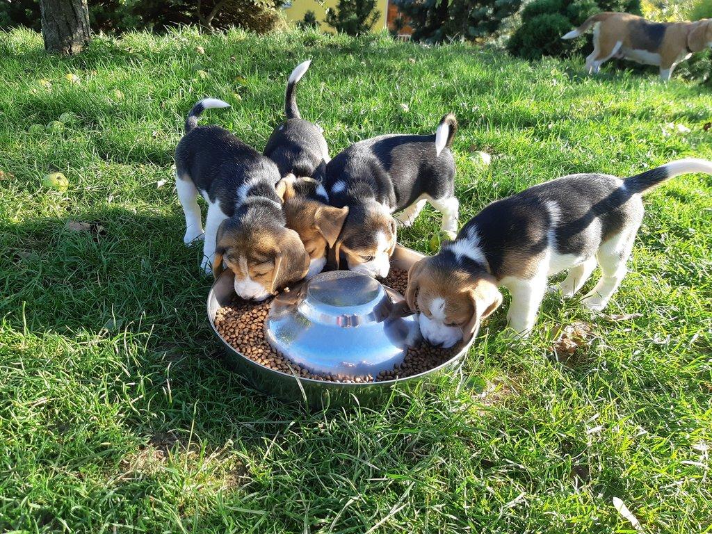 Štěňata Bígl (též beagle) s PP trikolóra