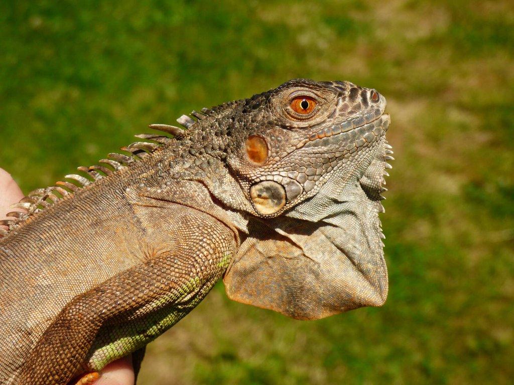 Červený leguán (Iguana iguana)