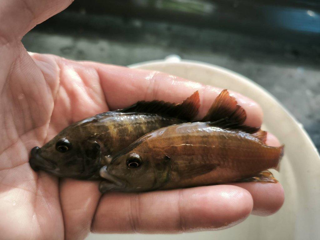 Malawi Tanganika