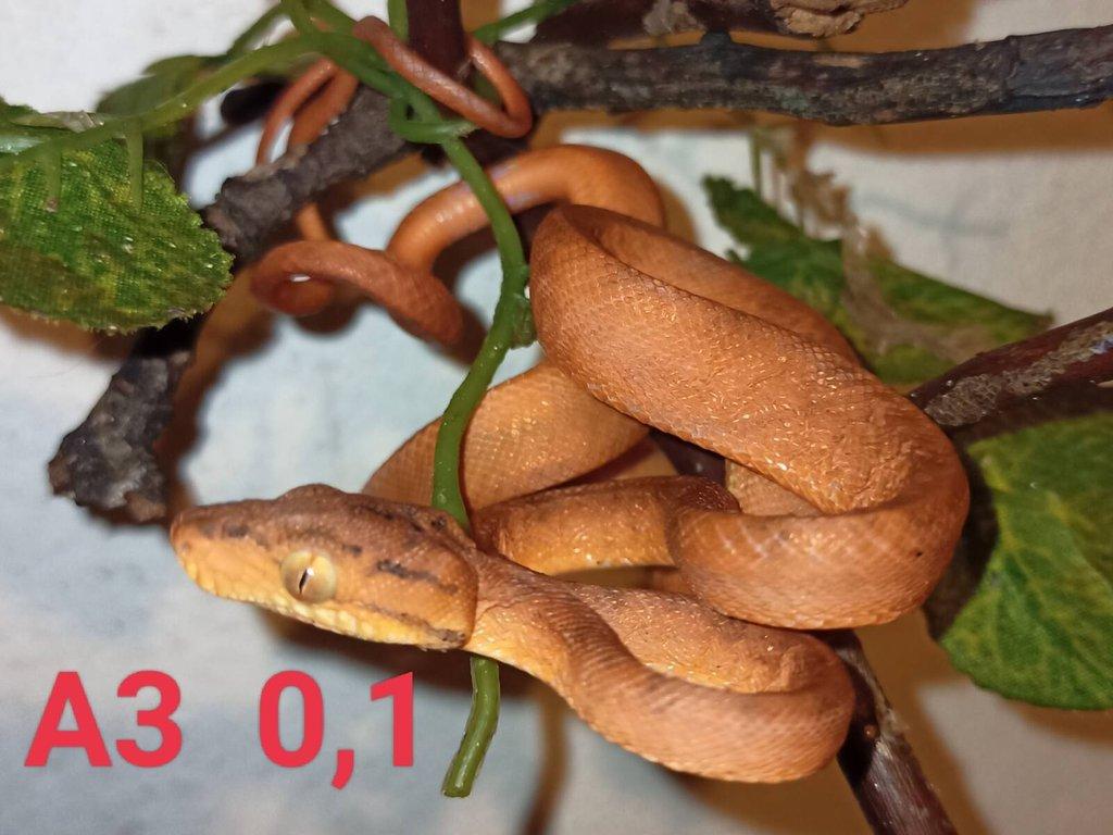 3,4 Corallus hortulanus CB 9/24