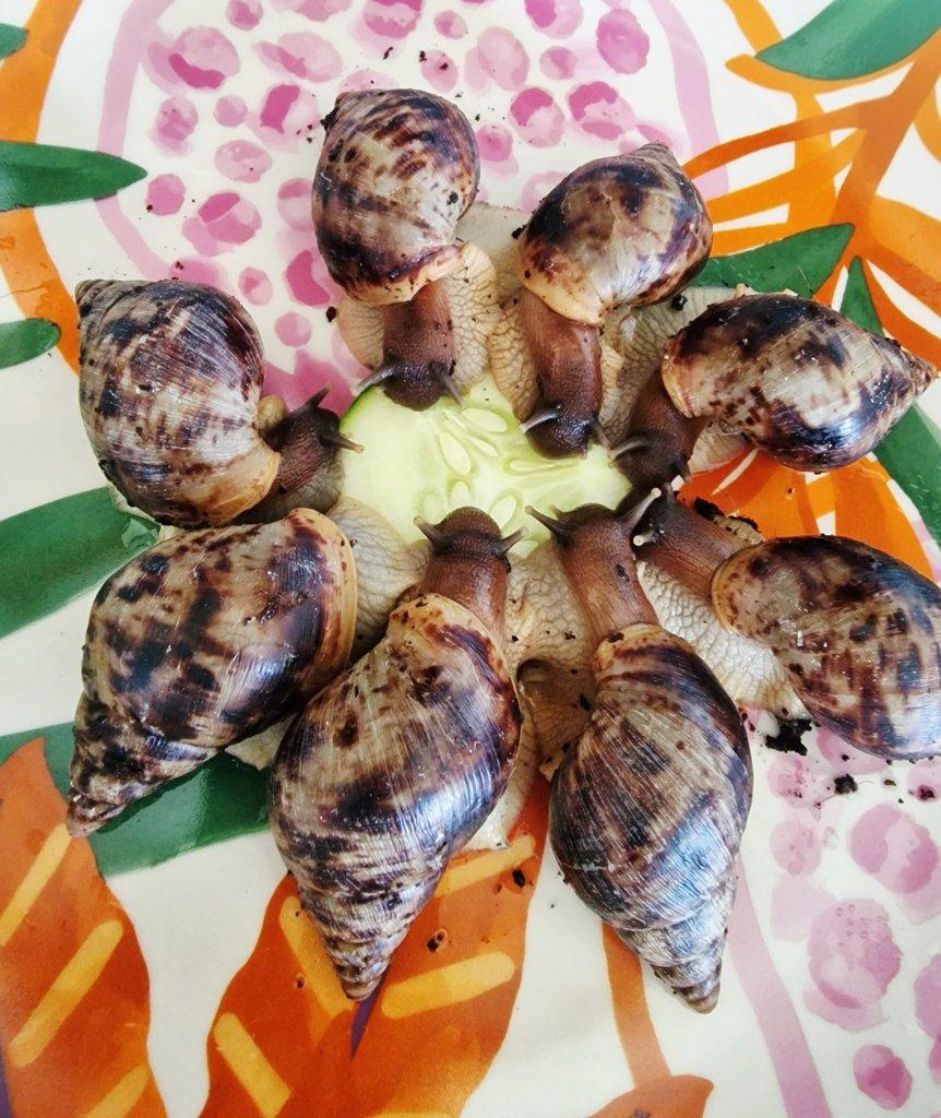 Oblovka žhavá - Lissachatina fulica