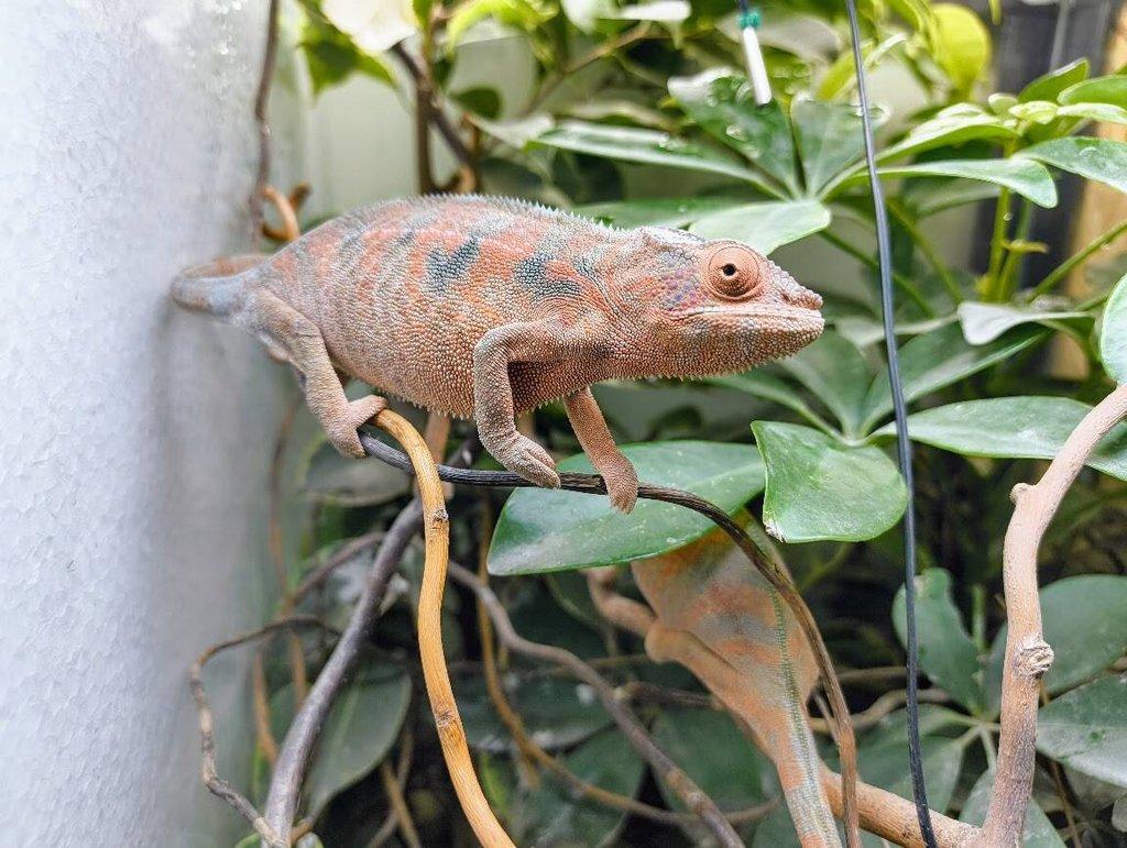 gen. F2 Furcifer Pardalis / Chameleon Pardálí - Nosy Be, již pouze samice