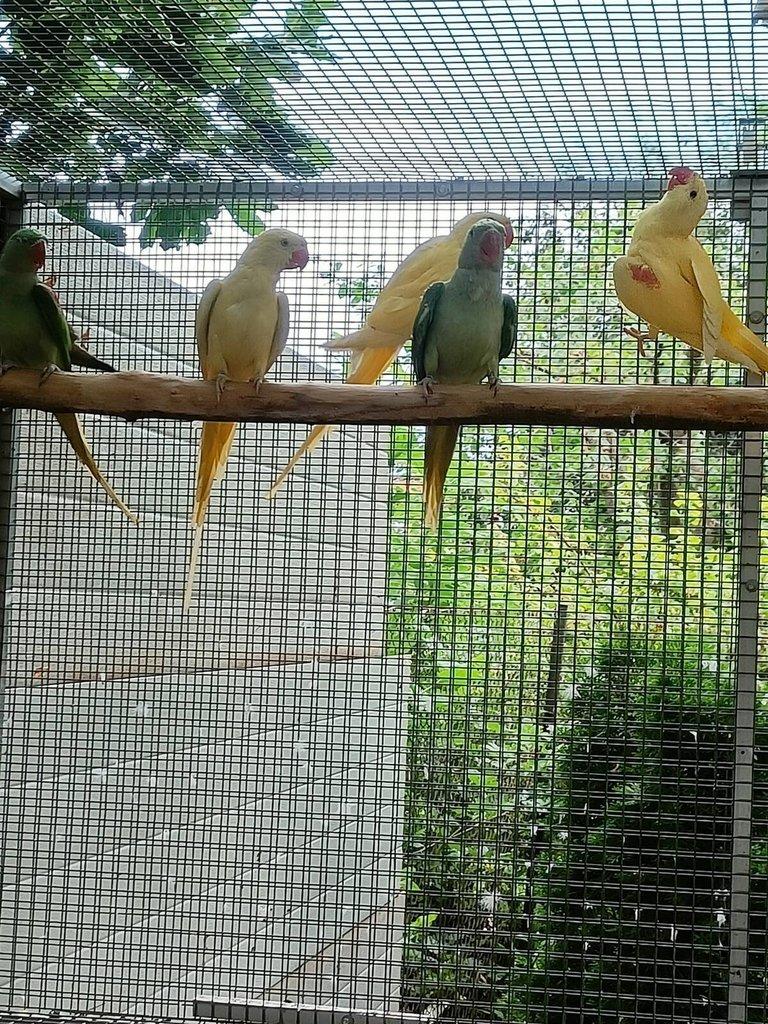 Alexandr velký Lutino