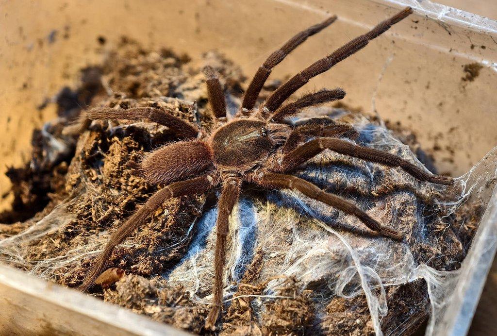 Sklípkani na Živou Exotiku a ZOO Trhy