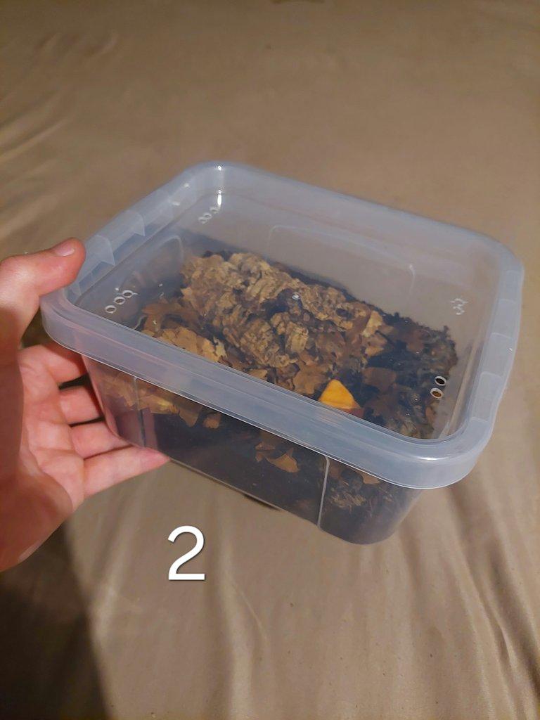 Prodej sbírky isopod