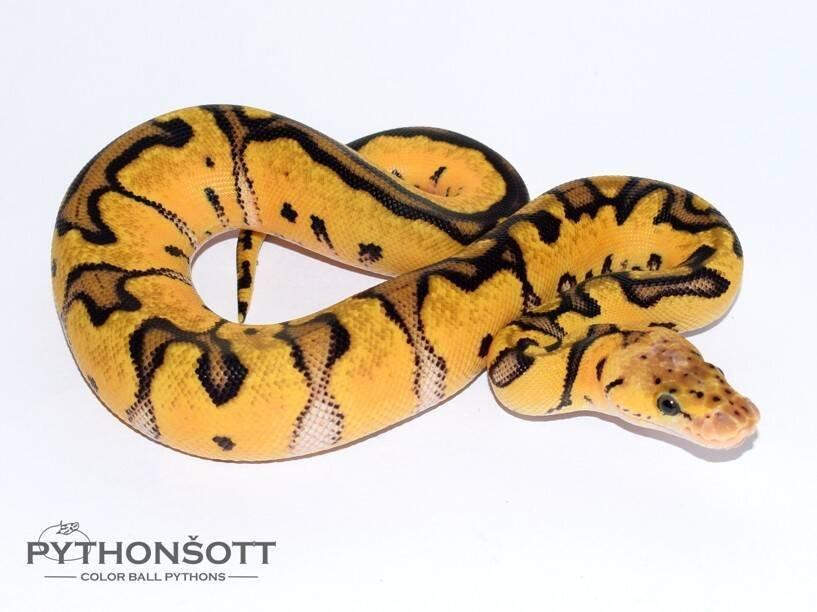 MLÁĎATA KRAJTY KRÁLOVSKÉ (Python regius)