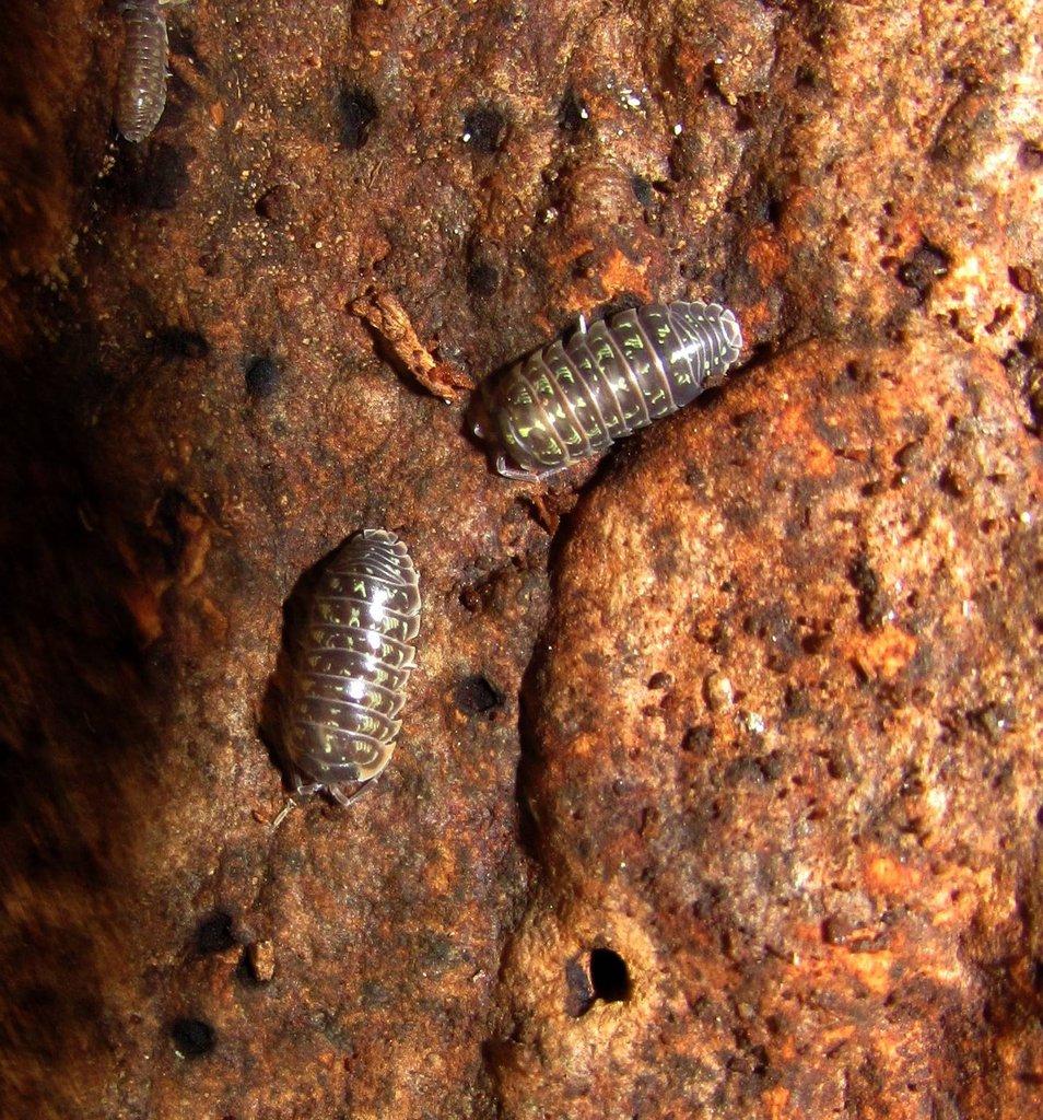 Isopody vhodné do terárií,ke krmení i hobby,chvostoskoci bílí i barevní-Živá exotika 11.4.,stůl J05