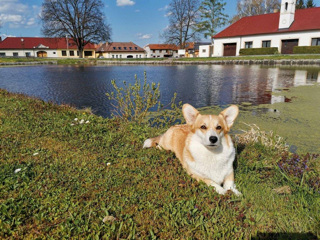 Welsh corgi pembroke