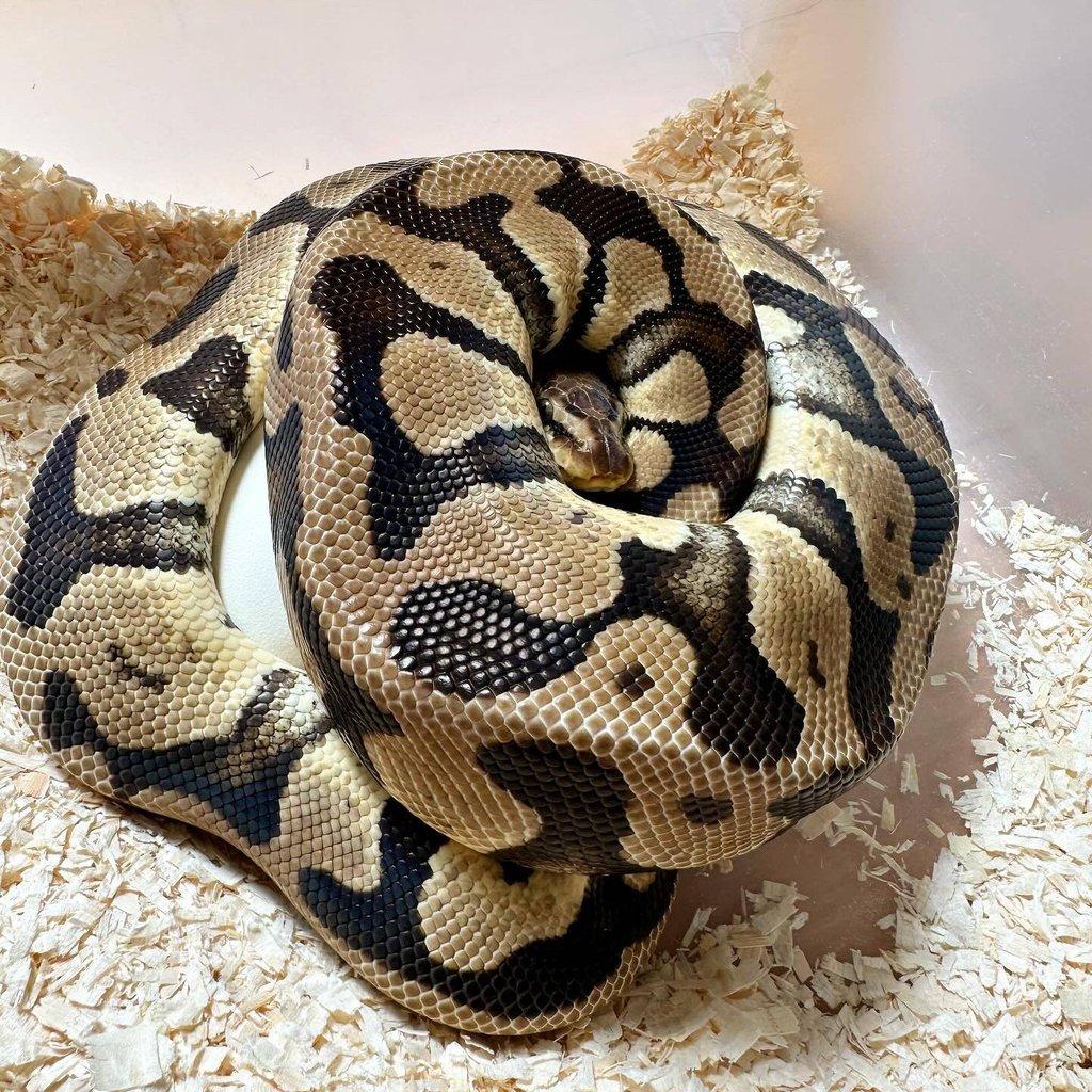 Krajta Královská python regius