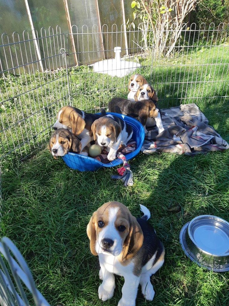 Štěňata Bígl (též beagle) s PP trikolóra