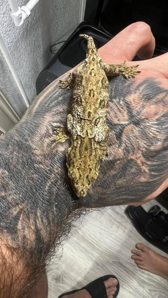 Rhacodactylus leachianus 0.0.2 mt koghis friedel