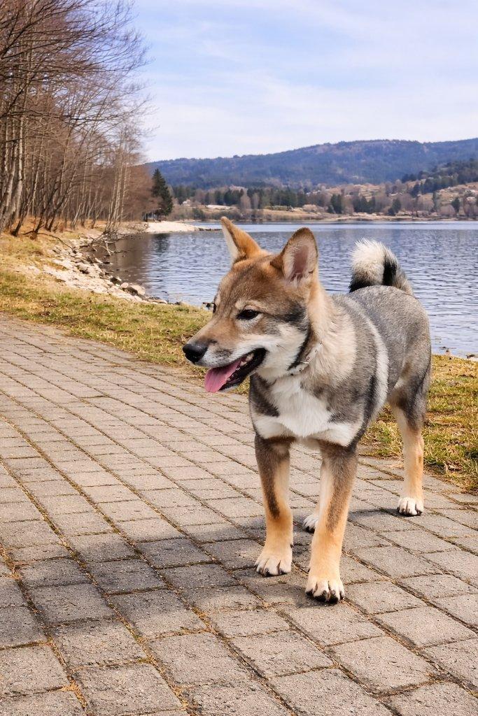 Shikoku štěňátko hledá milující domov