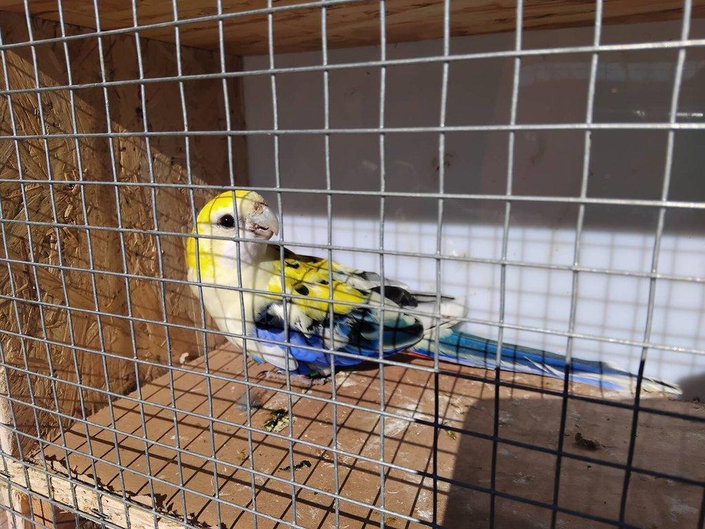 Rosela žlutohlavá po strakách