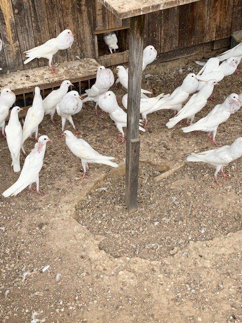 Brněnské voláče bílé,