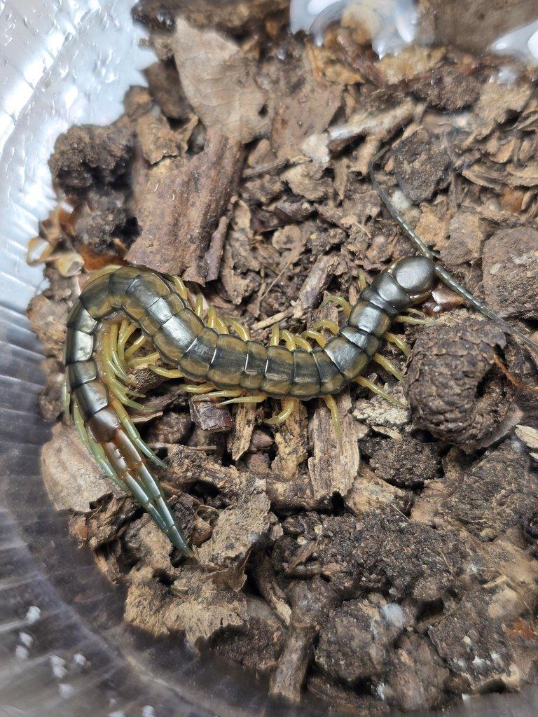 Scolopendra cingulata CB!!