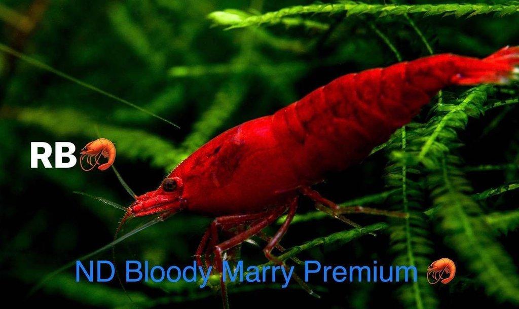 TOP PREMIUM AKVA KREVETKY Caridina a Neocaridina - Odchovy