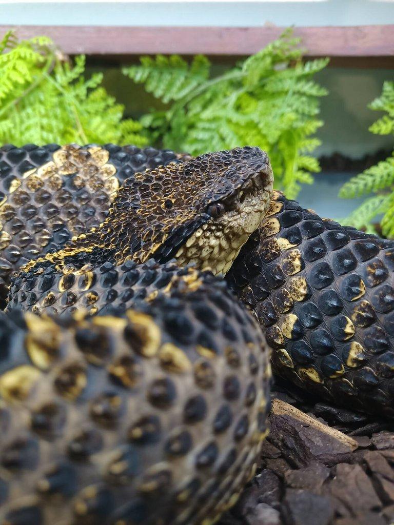 Metlapilcoatlus mexicanus