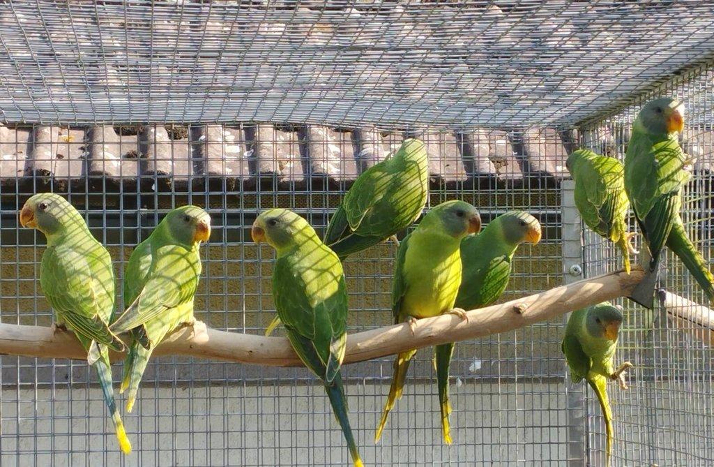 Alexandr černohlavý