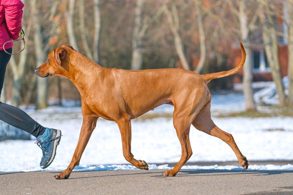 Rhodéský ridgeback - štěňátka s PP