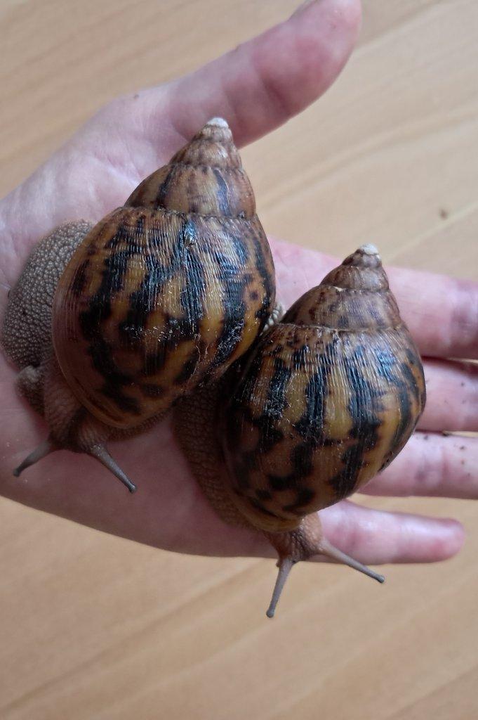 Africký šnek Achatina Achatina Ghana F1