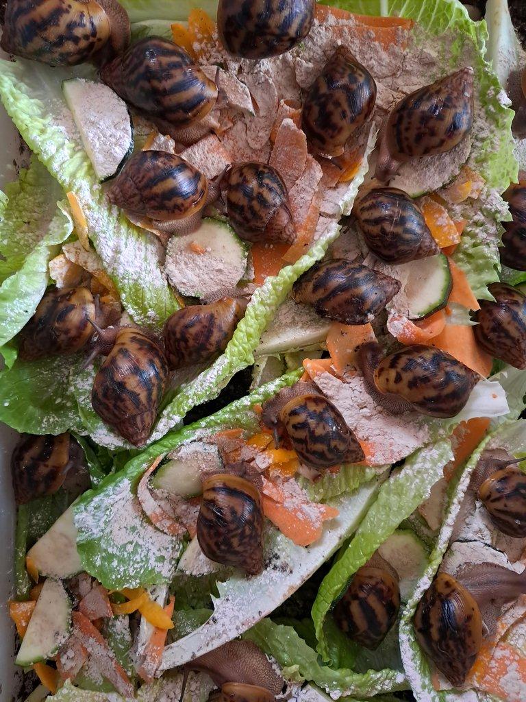 Africký šnek Achatina Achatina Ghana F1