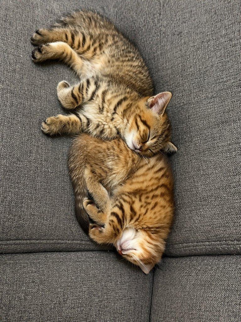 Krásná vymazlená koťátka – ihned k odběru