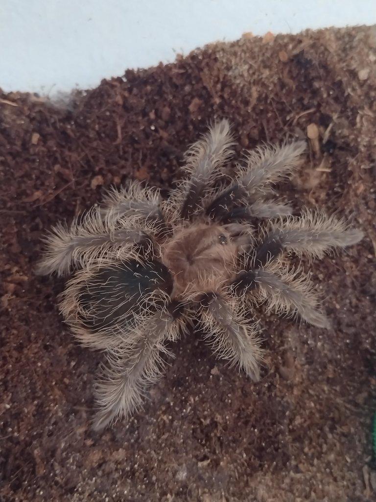 Brachypelma albopilosa