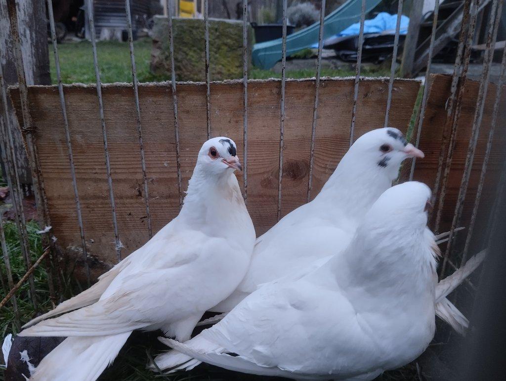 Prodám České stávaky