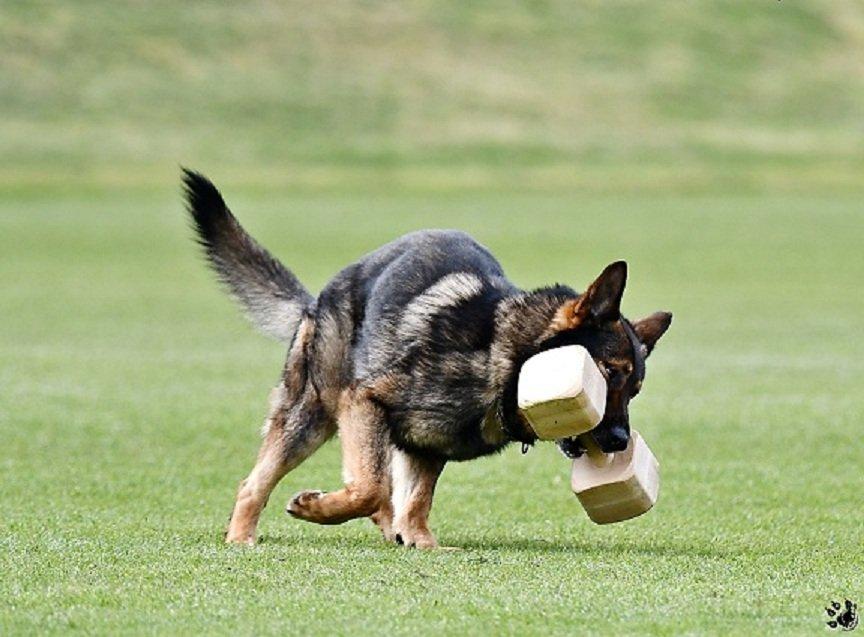 Německý ovčak štěnata z pp