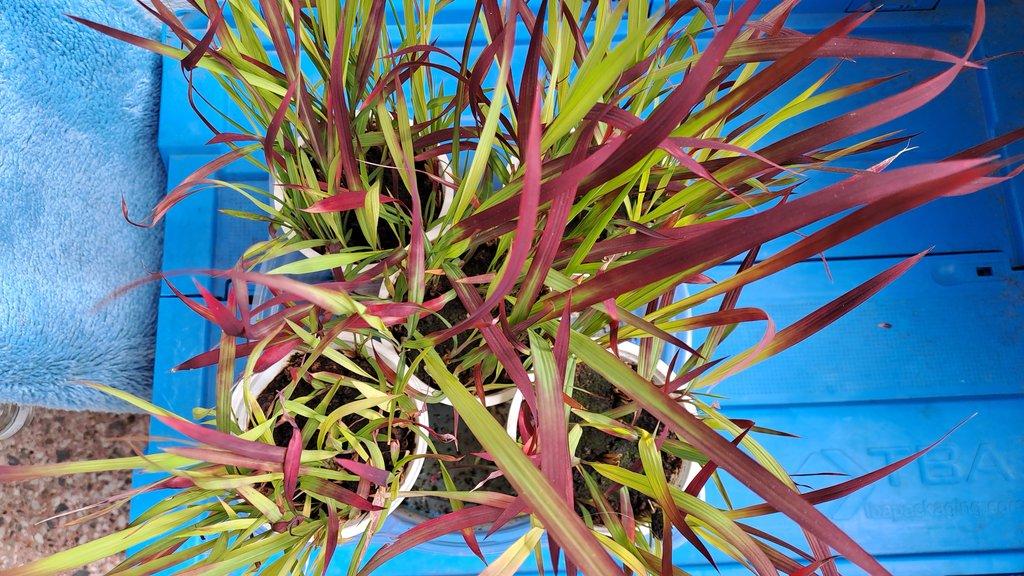 IMPERATA CYLINDRICA RED BARON POSLEDNÍ KUSY