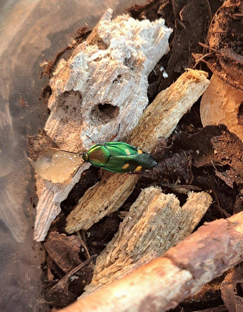 Nymfy Eustegasta buprestoides