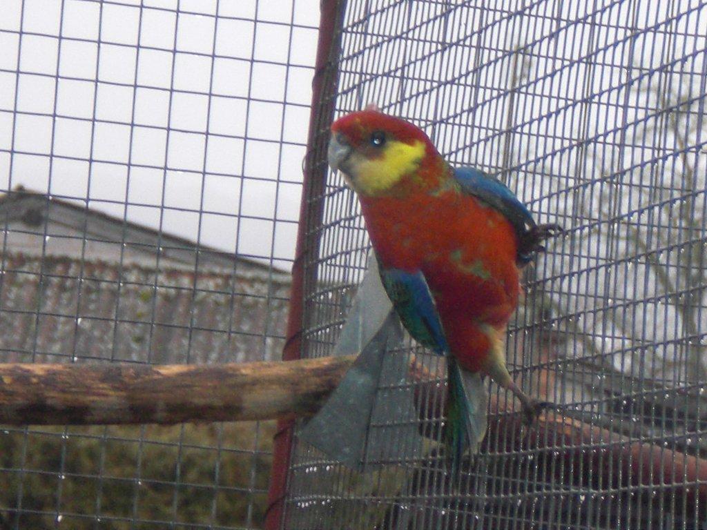 Rozela žlutolící 1.1