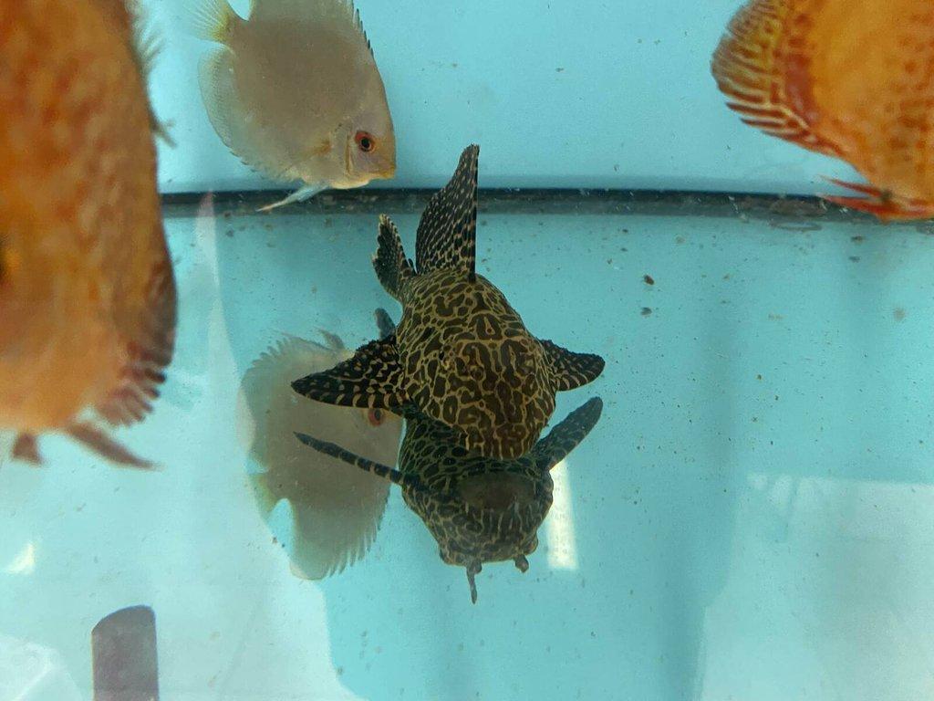 Glyptoper velkoploutvý L 165 - Glyptoperichthys gibbiceps