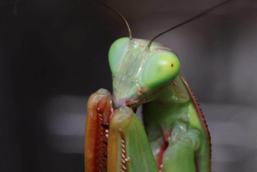 Prodám subadultni pár kudlanek Hierodula majuscula