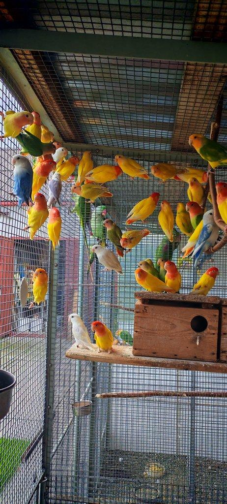 Agapornis ružohrdly opalin