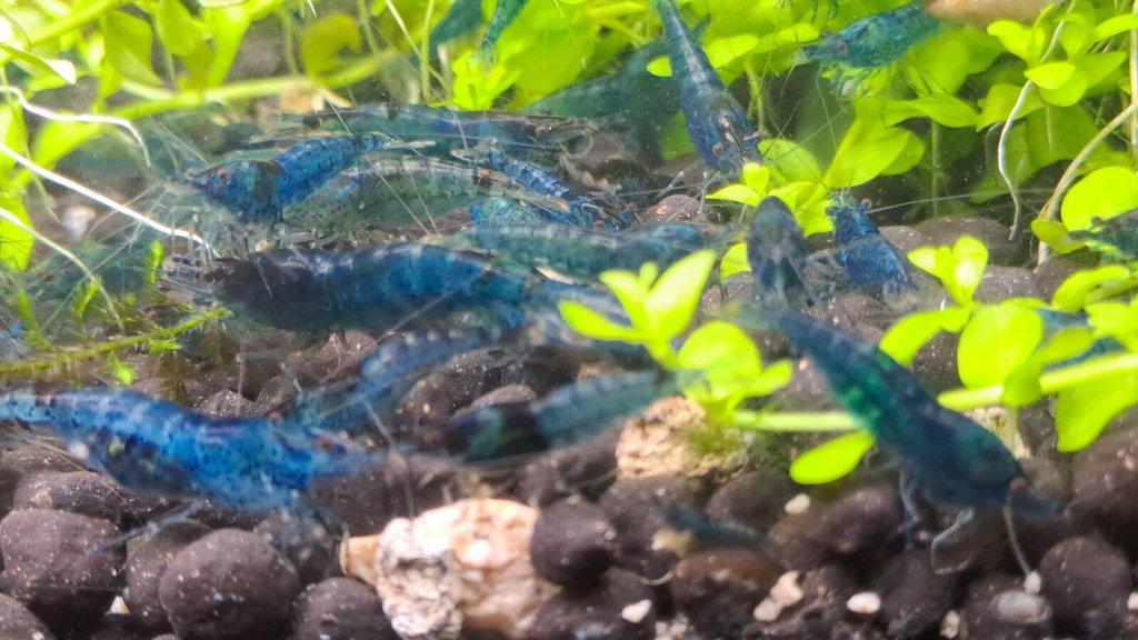 Neocaridina Davidi var  blue dream