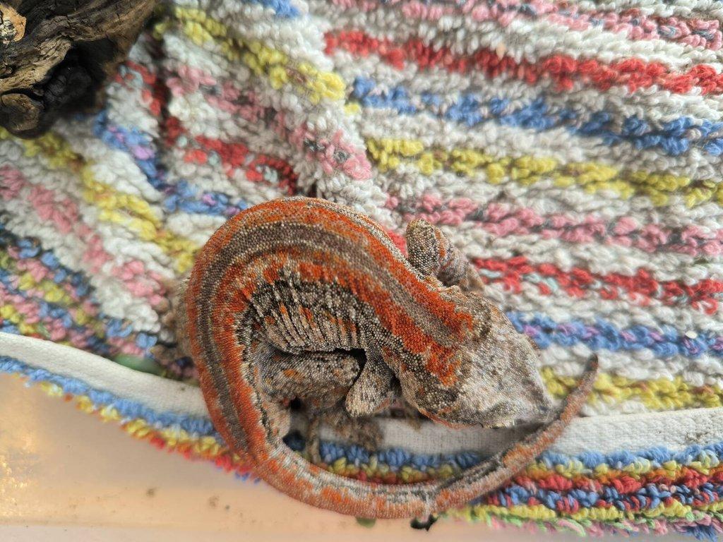 Rhacodactylus auriculatus