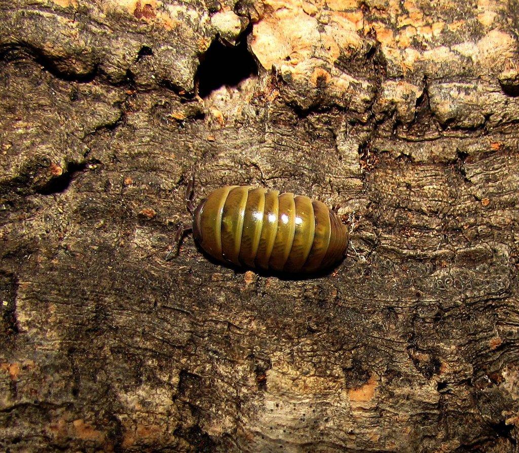 Isopody do terárií i hobby,chvostoskoci bílí i barevní - Živá exotika 7.3.,stůl J05