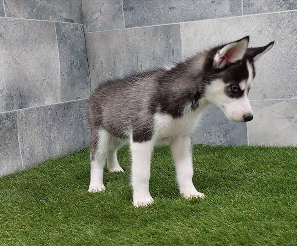 Sibiřský husky štěňata na prodej~